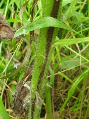 Symphytum × mosquense