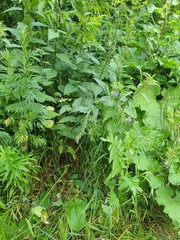 Symphytum × mosquense