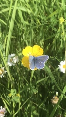 Polyommatus icarus