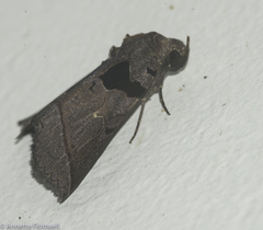 Image of Athyrma tuberosa
