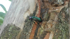 Strongylium auratum