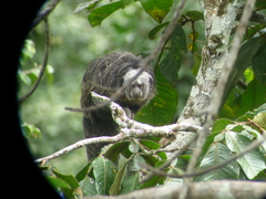 Napo Saki photo 4