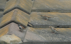 Passer domesticus