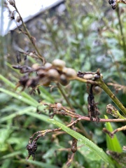 Cionus scrophulariae