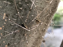 Leuronychus pacificus