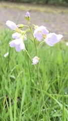 Cardamine pratensis
