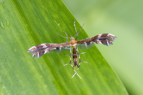 Lobed Plume Moth photo 3