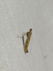 Caloptilia populetorum