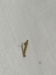 Caloptilia populetorum
