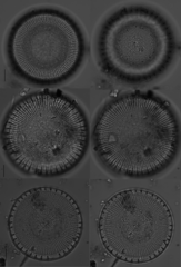 Stephanodiscus reimeri