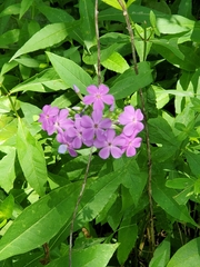 Phlox maculata