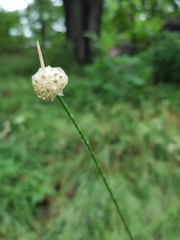 Allium
