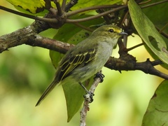 Zimmerius chrysops chrysops