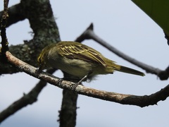 Zimmerius chrysops chrysops