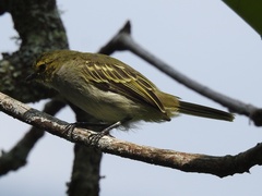 Zimmerius chrysops chrysops