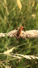 Rhagonycha fulva