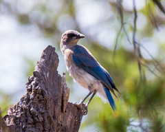 Aphelocoma wollweberi