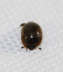 Amphicrossus ciliatus