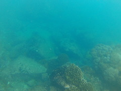 Pocillopora grandis