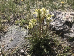 Pedicularis parryi