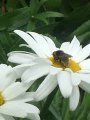 Merodon equestris