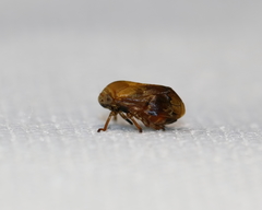 Clastoptera achatina