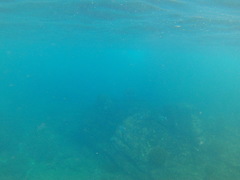 Caranx caballus