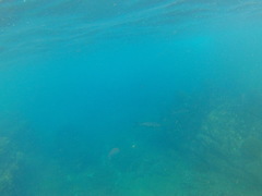 Caranx caballus