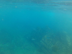 Caranx caballus