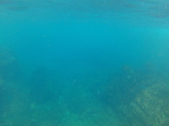 Caranx caballus