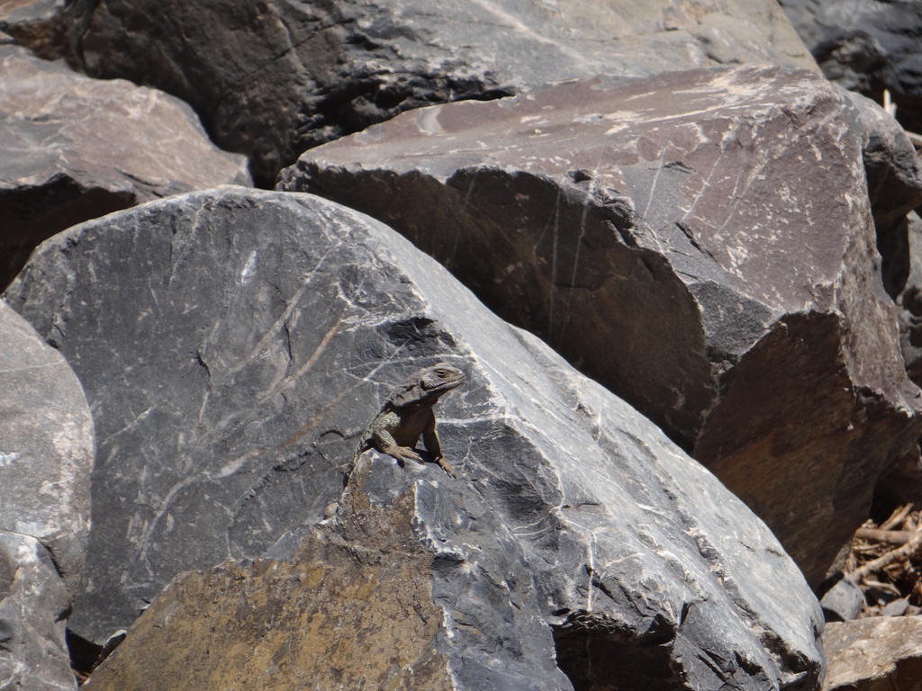 Agua Negra Chuckwalla