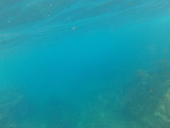 Caranx caballus