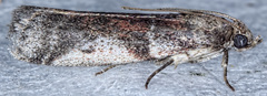 Acrobasis vaccinii