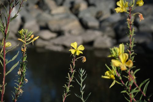 iNaturalist observation photo of tall evening primrose