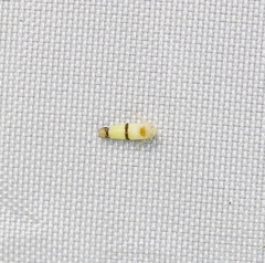 Empoa casta