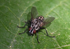 Macronychia polyodon