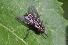 Macronychia polyodon