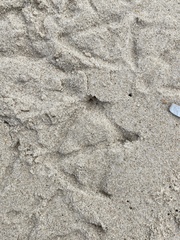 Larus argentatus smithsonianus