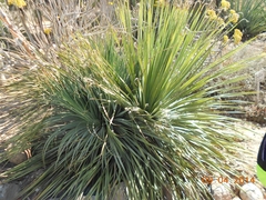 Dasylirion acrotrichum