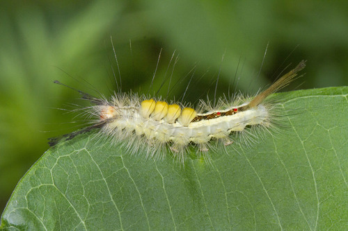 White-marked Tussock Moth photo 6