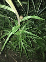 Cirsium heterophyllum