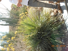 Dasylirion acrotrichum