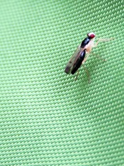 Cordilura