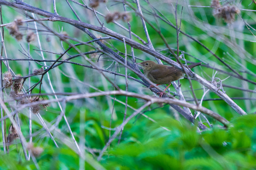 River Warbler (Locustella fluviatilis), photo 10
