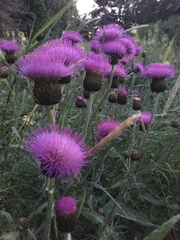 Cirsium heterophyllum