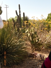 Dasylirion acrotrichum