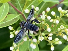 Galactomyia