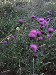 Cirsium heterophyllum