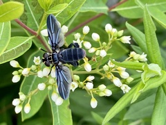 Galactomyia