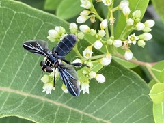 Galactomyia